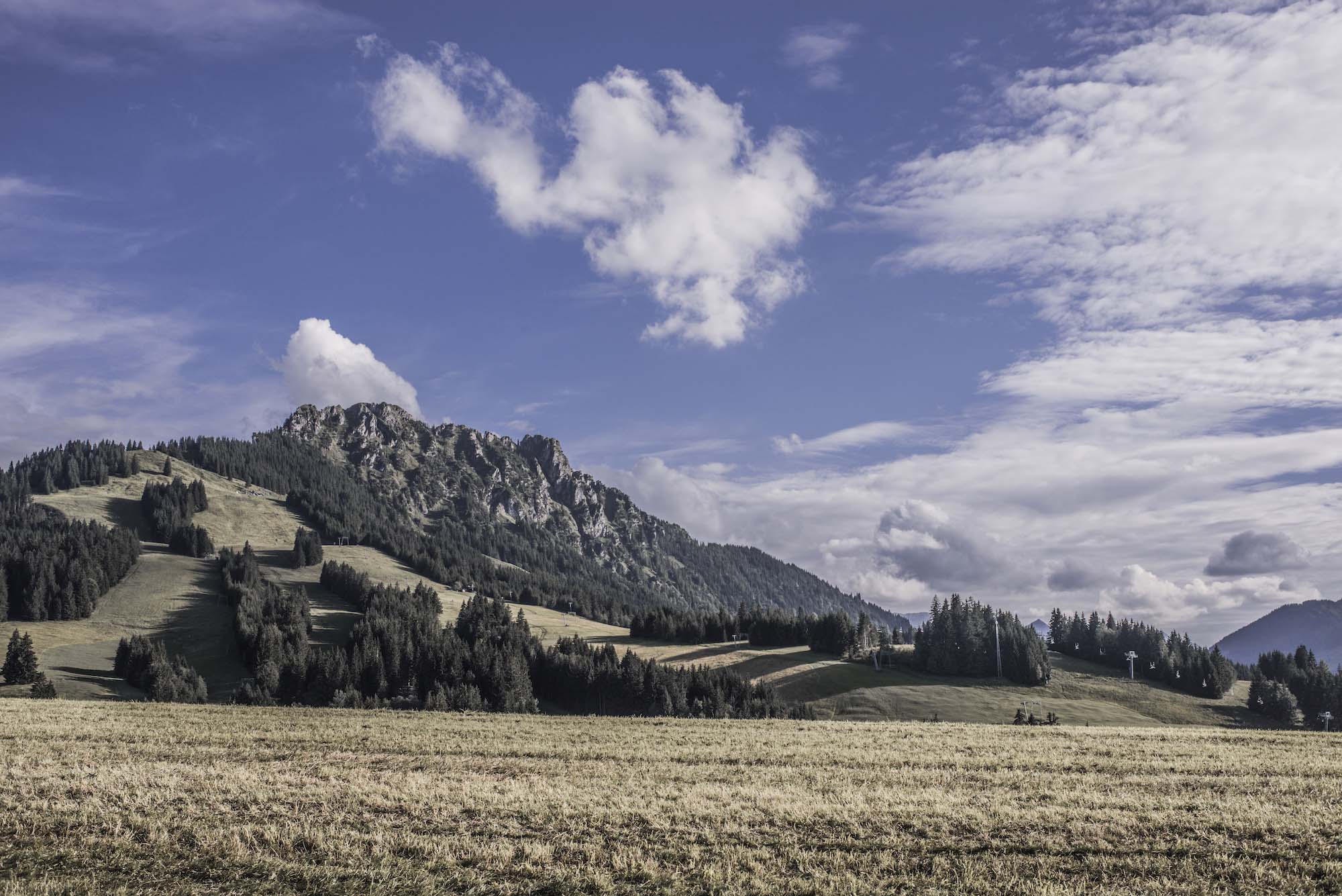 Foto Jungholz im Sommer