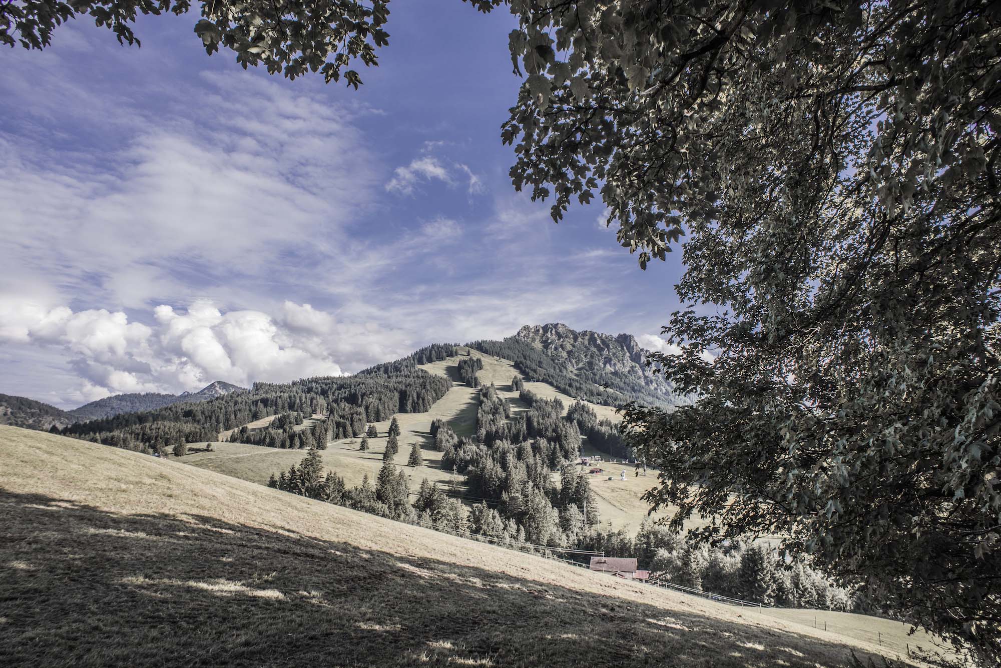 Foto Jungholz im Sommer