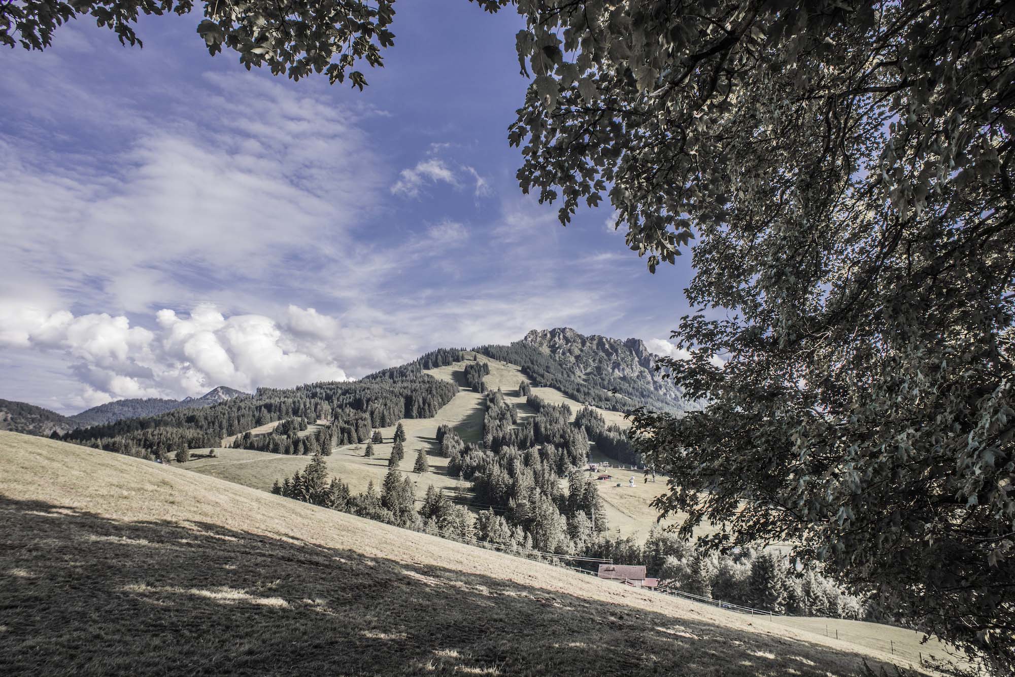 Foto Jungholz im Sommer