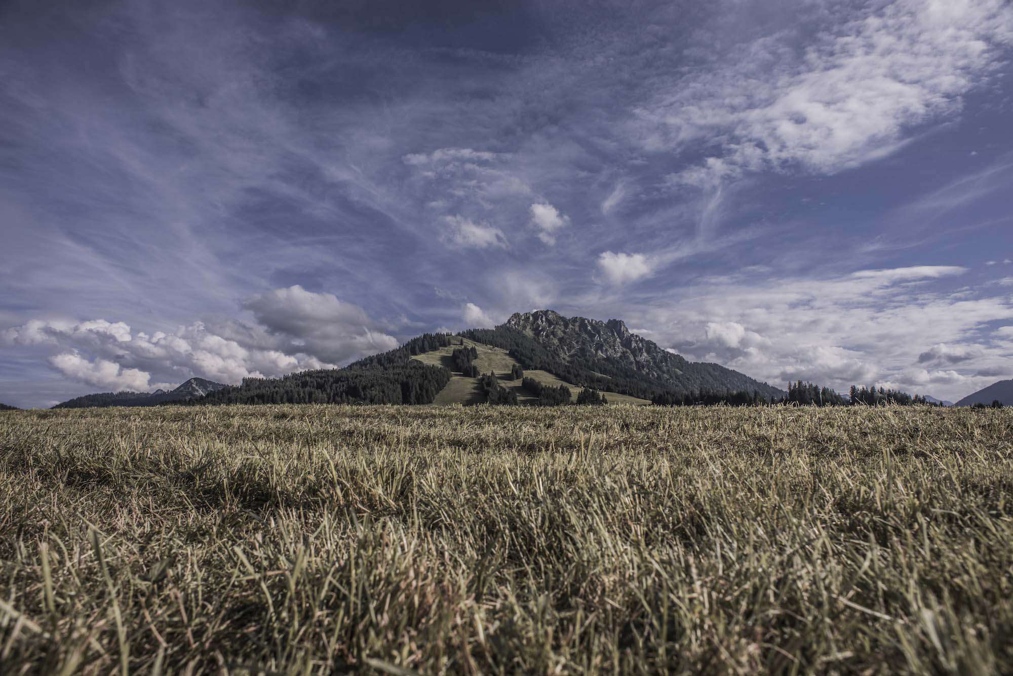 Foto Jungholz im Sommer