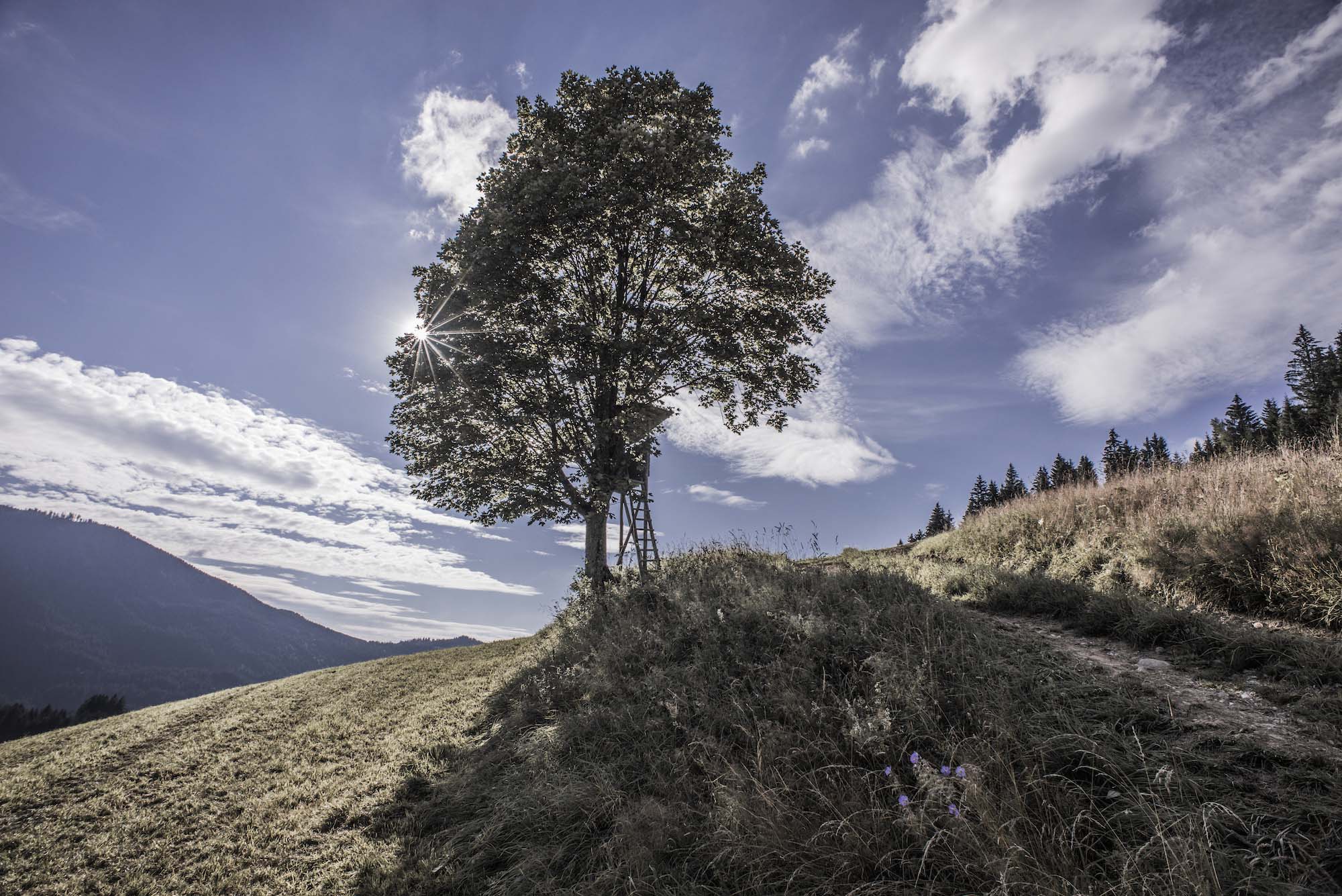 Foto Jungholz im Sommer