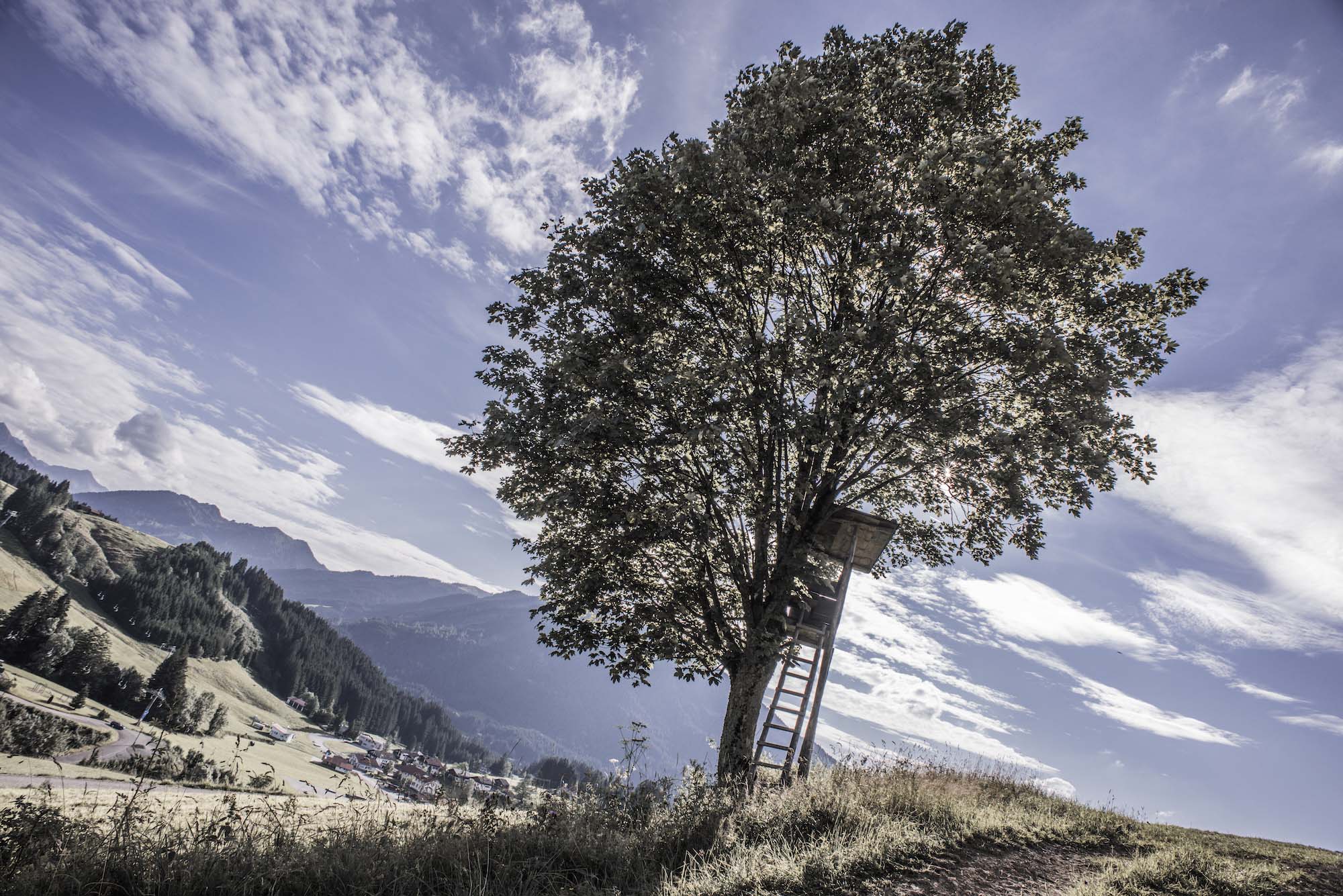 Foto Jungholz im Sommer