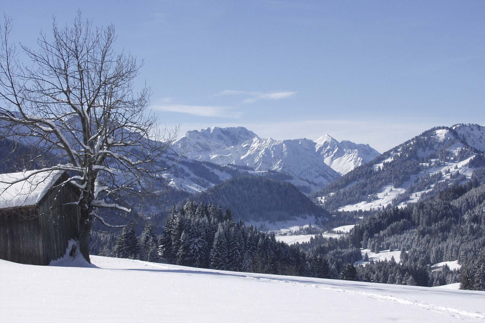 Foto Jungholz im Winter